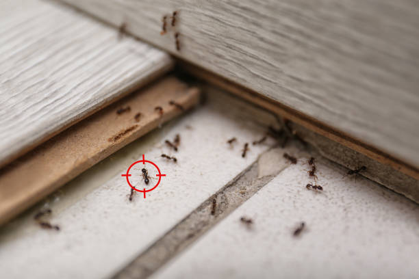 Wasp Removal Services in Macdonnell Heights, NY