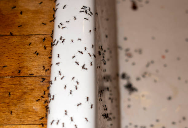 Best Wasp Removal Services  in Macdonnell Heights, NY