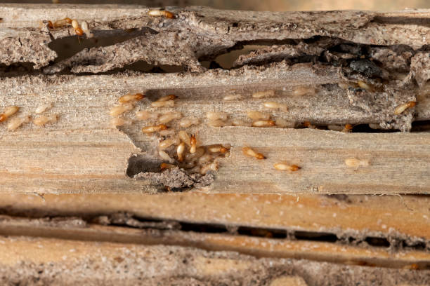 Best Residential Pest Control  in Macdonnell Heights, NY